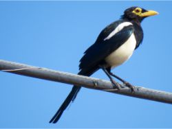 Yellow-billed Magpie
